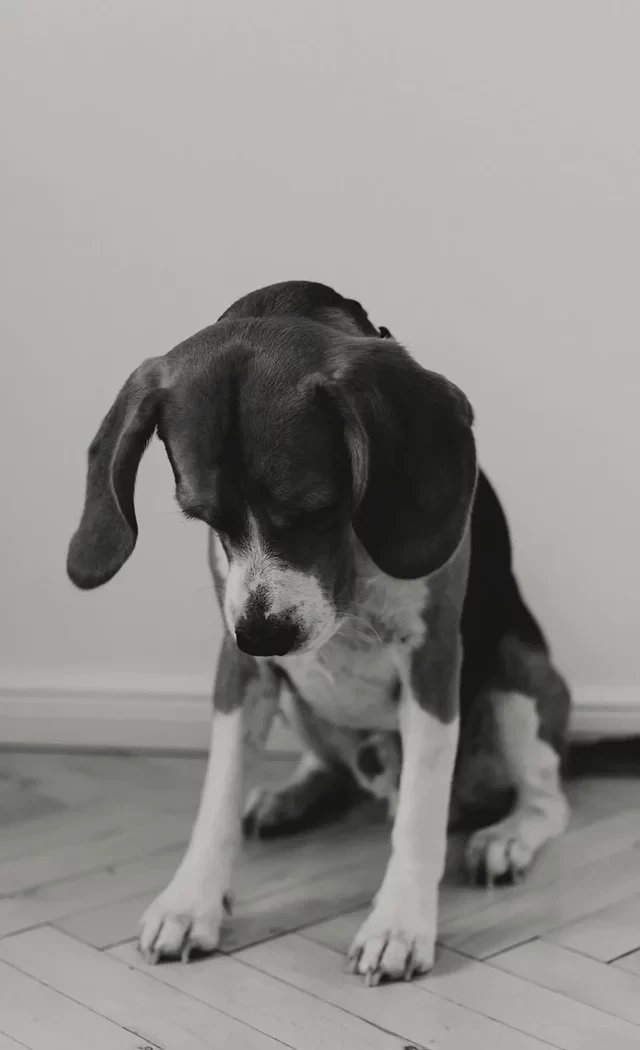 Henri Praxisliebling